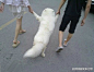 街上看到一对情侣遛狗。。汪星人表示鸭梨很大啊！