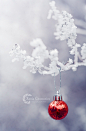 Xenia Chowaniec在 500px 上的照片Red Christmas Ball