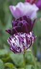 purply tulips