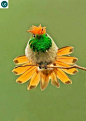 棕冠蜂鸟
Chim ruồi coquette mào đỏ hung Nam Mỹ - Rufous-crested coquette (Lophornis delattrei)(Trochilidae) IUCN Red List 3.1 : Least Concern (LC)(Loài ít quan tâm)