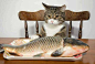 笑话：猫：我要的是小鱼干，你给我这玩意？_网易订阅