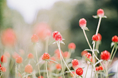 「潇洒小姐」采集到❀❀待到花开烂漫时❀❀