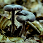 Poul-Erik Riis在 500px 上的照片Mushrooms, Color Edition&#x;2F1