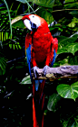 Photograph The Bold Macaw