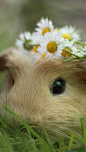 Guinea Pig and daisies | Amazing ✈ World | Pinterest