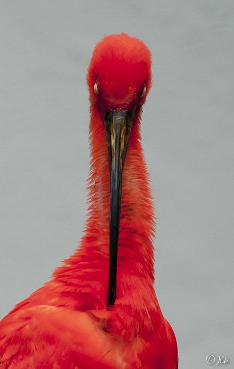 red ibis by Johan CH...