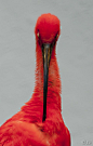 red ibis by Johan CHABBERT (JCh)