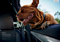 Panasonic Nanoe Automotive Air Conditioning: Blissful dog