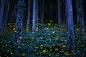 Deep forest of a fairy : The season of a firefly comes around in Japan at the beginning of a rainy season. This firefly is a species called Luciola parvula, and repeats blink. This species flies in the beautiful forest. [Hime-HOTARU] Call a firefly in Jap