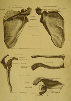 Jonathan-Wu采集到Anatomy