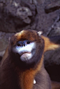 灵长目·疣猴亚科·仰鼻猴属：黔金丝猴（脸）