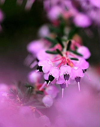 Erica canaliculata 圣...