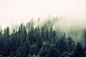 A pine forest shrouded in a dense fog descending from above