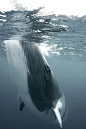 Juvenile humpback whale surfaces.