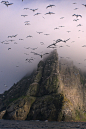 anotic:

Gannets Above Boreray, St. Kilda
