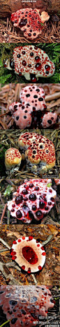 【植物】流血的蘑菇。。。。。出血牙菌(Hydnellum peckii) | 深夜重口味小组 | 果壳网 科技有意思