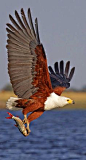 Bald eagle flying