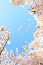 wavemotions:

Falling Cherry Blossoms by ｔｏｍｏｓｕｋｅ