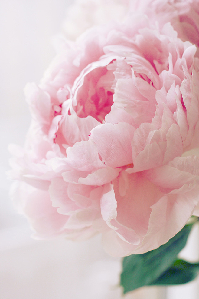 Pink Peonies