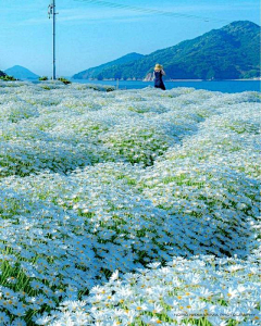 錒嚩鰷裼鷇囖韌嫨靉采集到植物