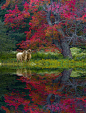 淡淡地看人生，静静地过生活。心若简单了，这世界也就清灵透净了。（Photograph Autumn Pastoral）