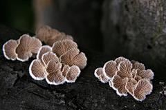 鸡蟹师采集到Mushroom