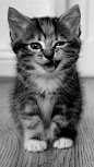 坏笑的小猫咪 小奶猫,坐姿,手机壁纸,花猫 #经典#
