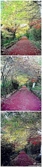 【这花园名叫Forest Glade】是澳洲最大的私人花园之一，有14英亩的面积！华丽丽的油画一样啊！真美啊