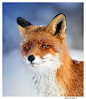 Photograph European Fox (Vulpes vulpes) by Dexter Bressers on 500px