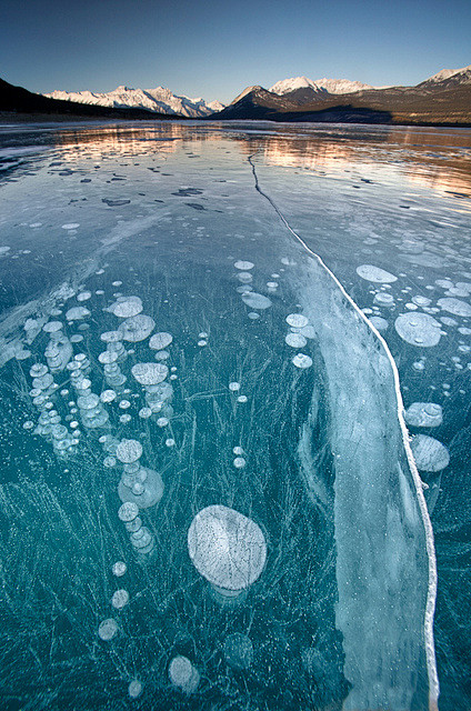 亚伯拉罕湖冻结的气泡。库特尼平原，加拿大...