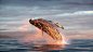 北太平洋弗雷德里克海峡中的座头鲸冲出海面，阿拉斯加 (© Tony Wu/Minden Pictures)
微软 Bing 搜索 - 国内版