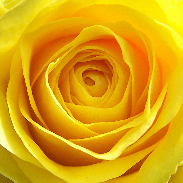 全部尺寸 | Yellow Rose |...