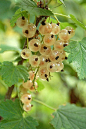 White currants 白醋栗