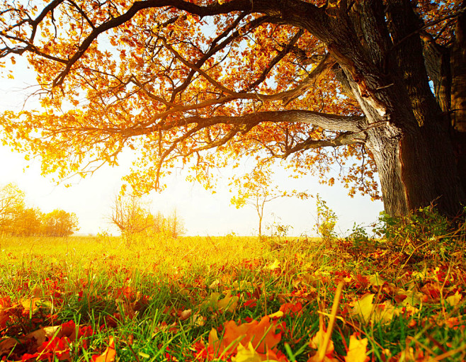 秋天树木与草地落叶图片素材