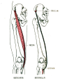 缝匠肌的解剖<br/>缝匠肌<br/>部位：大腿前内侧浅层，肌纤维从大腿外上方向内下斜行。是人体中最长的肌肉，呈梭形。<br/>起点：髂前上棘。<br/>止点：胫骨粗隆内侧面。<br/>功能：近固定时，使髋关节屈和外旋，并使膝关节屈和内旋。远固定时，两侧收缩，使骨盆前倾。
