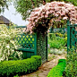 满园春色关不住
cottage garden with green wood fence and arbor with hawthorn shrub and clematis vine