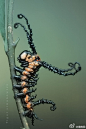 果壳网：#午夜重口味#【哥特范儿的箩纹蛾幼虫】这张由德国摄影师Igor Siwanowicz拍摄的毛毛虫，是不是特别哥特呢？它是箩纹蛾（Brahmaea certhia）的幼虫。这家伙头上的“角”超级帅气，没有毒，在末龄幼虫期会脱落。成年后，它会变成一只体型很大的霸气蛾子。多图慎点：http://t.cn/zOAor7H
