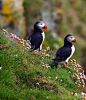 善知鸟（good tidings bird），即海鹦（sea parrot，puffin）。最常见也是最引人注目的一种海雀，主要生活在北大西洋两岸，如冰岛、挪威北部沿海，冰岛的威斯特曼岛上栖息着世界最大的海雀群落之一。
 心图集-图喔喔(mytuoo.com)