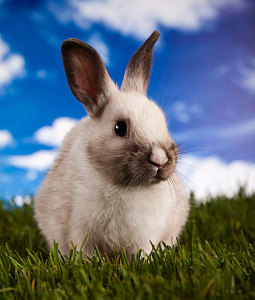 882b6193445d7329f548f321a5300047de8dfff35e4d-sm4DPP