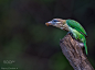 小绿拟啄木鸟 Megalaima viridis 鴷形目 拟鴷科 拟鴷属
Snacktime by Nagaraj Chindanur on 500px