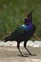 雀形目·椋鸟科·丽椋鸟属：紫丽椋鸟