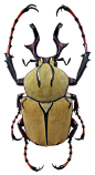 Exotic beetle: 