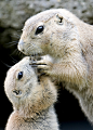 Prairie Dog Hugs baby ~ AP Photo/ Kerstin Joensson ... | Amazing ✈ W…