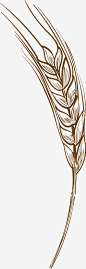 手绘矢量麦子素材png免抠素材 谷物 设计图片 免费下载 页面网页 平面电商 创意素材 png素材