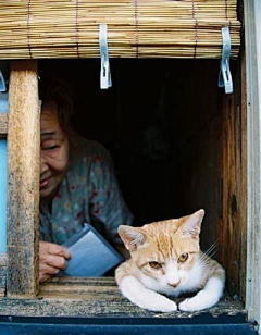 大猫小猫请过安检采集到猫猫狗狗