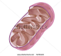 Illustration of the interior of a mitochondrion - stock photo