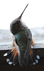 Colibrí - Hummingbird: 