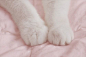 治愈系图片：萌萌的猫爪图片 (9)