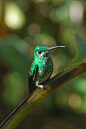 蜂鸟目·蜂鸟科·宝石蜂鸟属：绿胸宝石蜂鸟