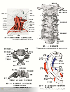 蟑螂王采集到人体动作